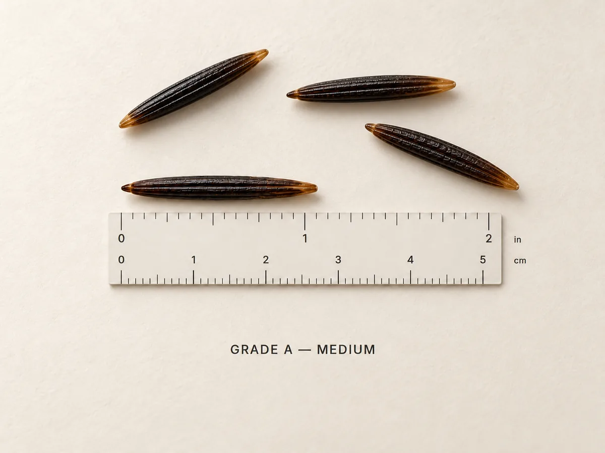 Grade A Medium Canadian wild rice grains displayed beside a ruler to illustrate grain length.