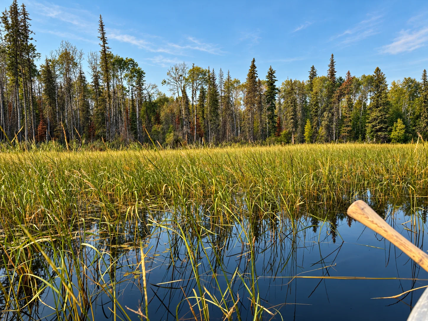 Wild rice growing naturally in a freshwater lake surrounded by forest in northern Saskatchewan.